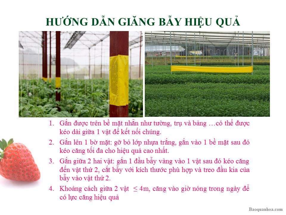 khang-ngoc-khanh-bay-con-trung-vang 1