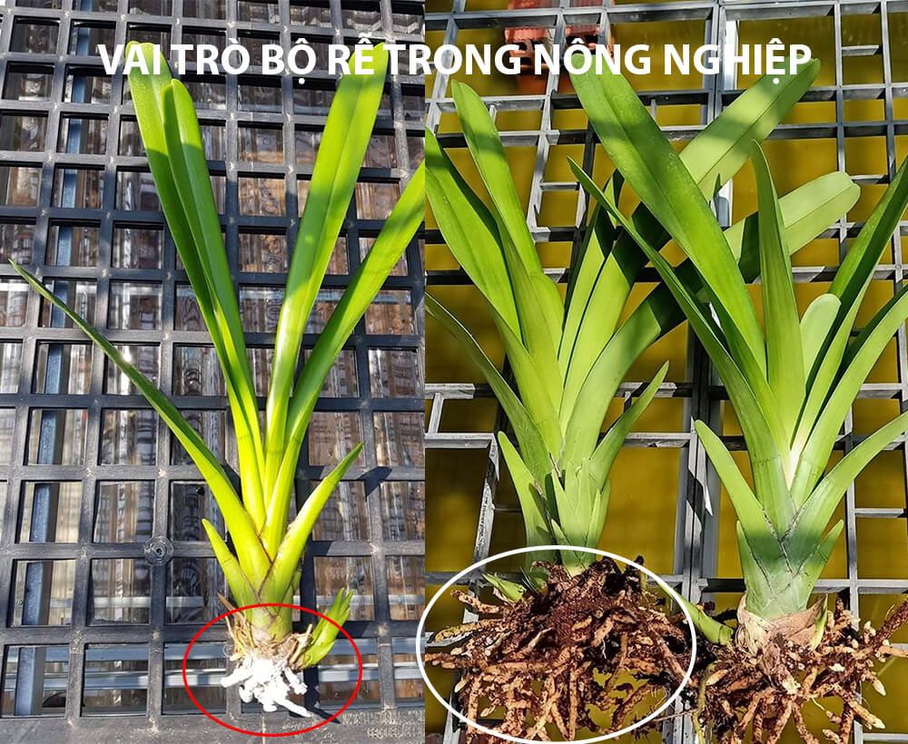 Vai trò của bộ rễ trong nông nghiệp