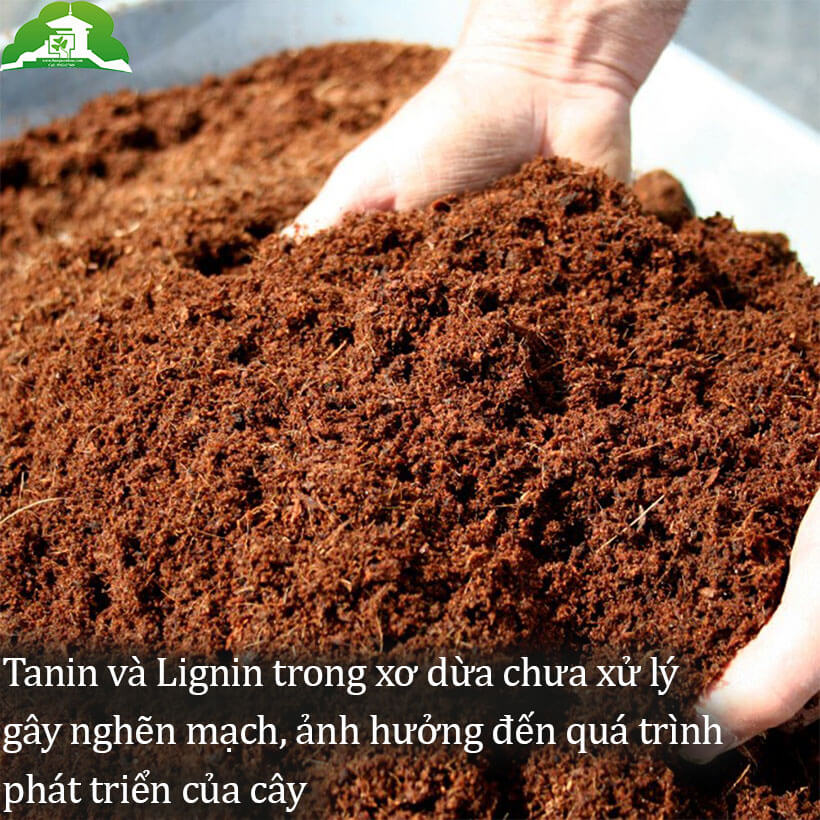 Tanin và Lignin trong mụn xơ dừa chưa xử lý gây hại cho bộ rễ cây trồng