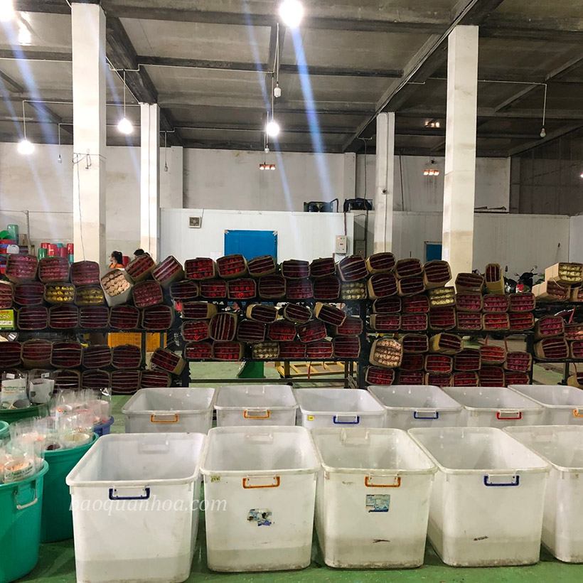Giữ hoa tươi lâu tại vựa hoa, nhà vườn