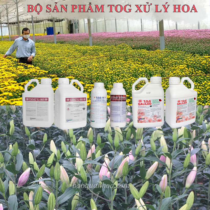 TOG giuewx hoa tươi lâu cho nhà vườn